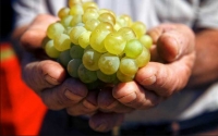 History in a Glass: (Re)discovering Armenian Wine