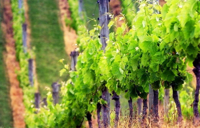 Trances of Winery in Armenia